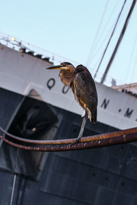 Close-up of bird