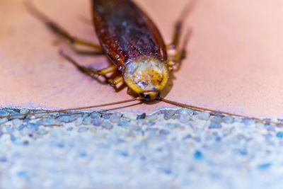 Close-up of insect on floor