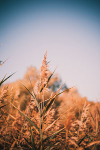 Close-up of wheat growing on field against clear sky