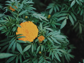 Close-up of marigold flower