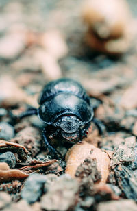 Close-up of insect on rock