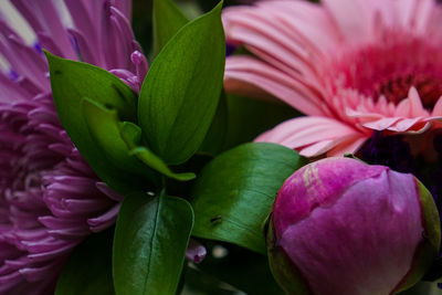 Close-up of pink flowering plant