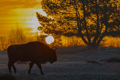 Horse standing in a field