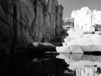 Polar bear sleeping by rock