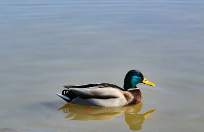 Duck swimming in a lake