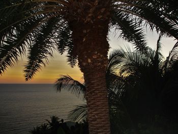 Palm trees at sunset