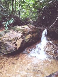 Scenic view of waterfall in forest