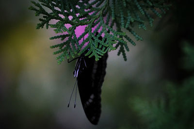 Close-up of raindrops on plant