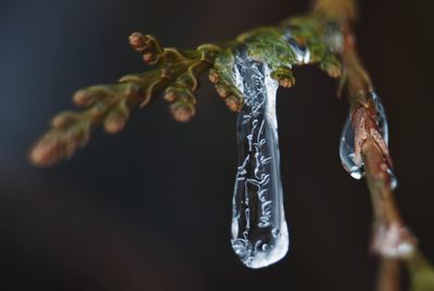 Close-up of frozen flowers