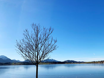 Bare tree by lake against blue sky