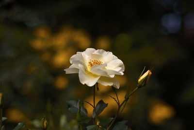 Close-up of white rose