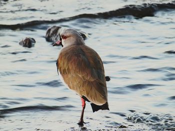 Bird perching on a beach