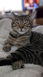 Close-up of a cat resting on bed