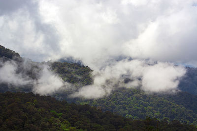 Beautiful top view of green forest and foggy mountain.