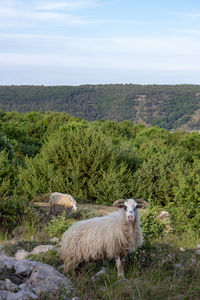 Sheep in a field