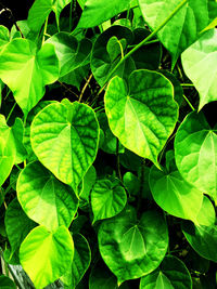 Full frame shot of green leaves