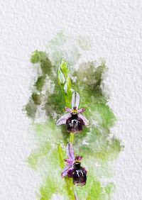 High angle view of insect on purple flowering plant