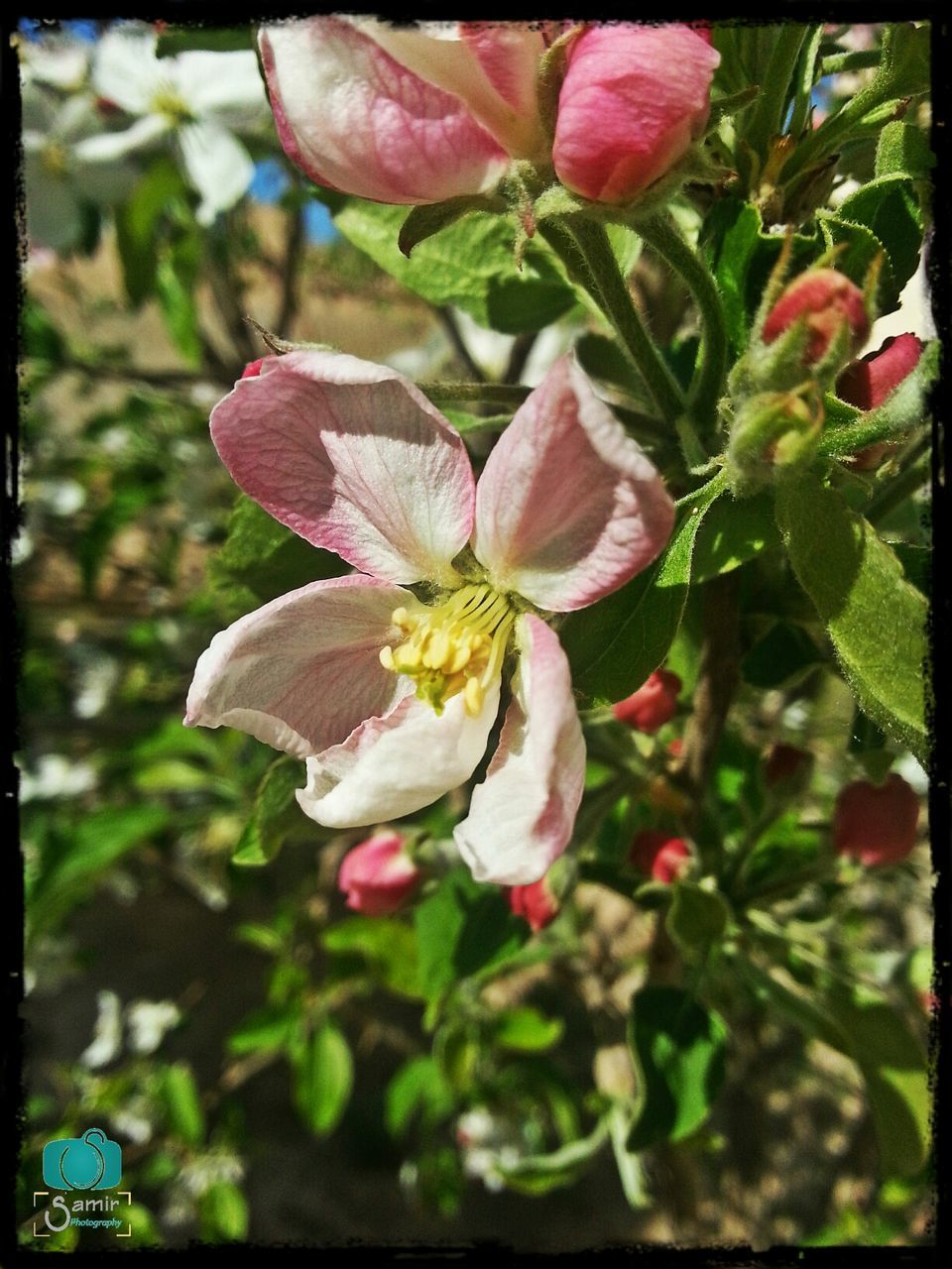 CLOSE-UP OF PINK FLOWERS