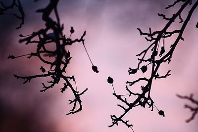 Low angle view of silhouette tree against sky at sunset