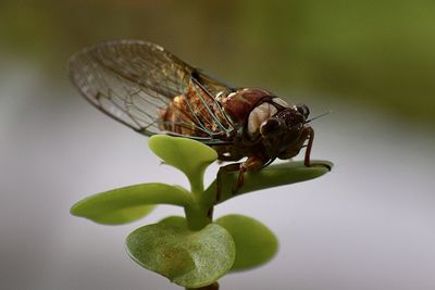 Close-up of butterfly on leaf