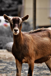 Portrait of brown goat