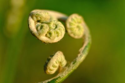 Close-up of fresh green plant