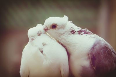 Close-up of a bird