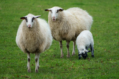 Portrait of sheep on field