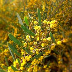 Close-up of yellow flowers