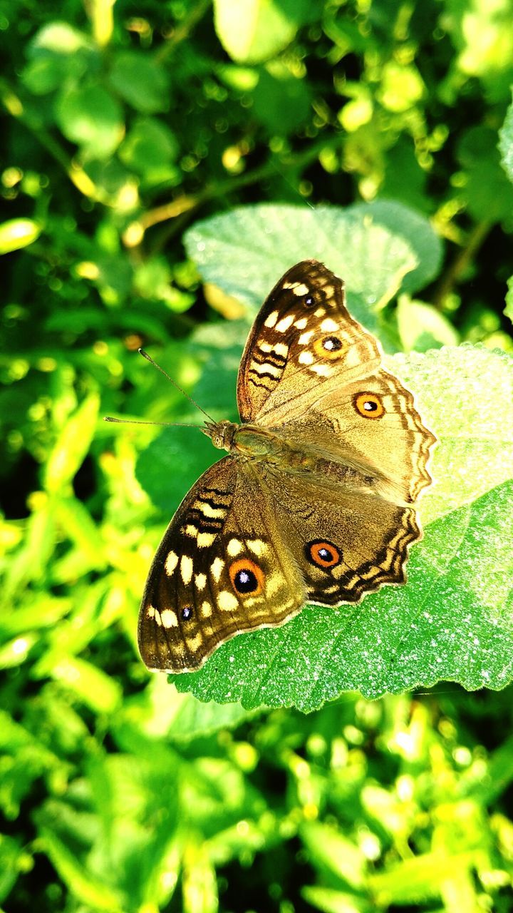 one animal, animal themes, animals in the wild, wildlife, butterfly - insect, butterfly, close-up, insect, animal markings, leaf, focus on foreground, natural pattern, nature, beauty in nature, green color, plant, animal wing, outdoors, day, growth