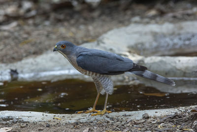 Close-up of bird perching on snow