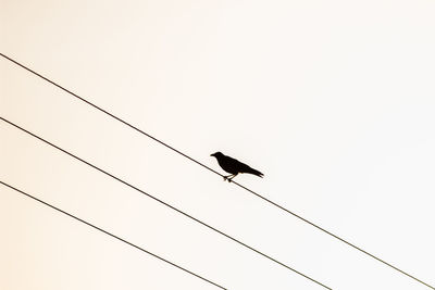 Low angle view of birds perching on power line