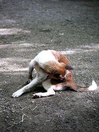 Dog resting in city