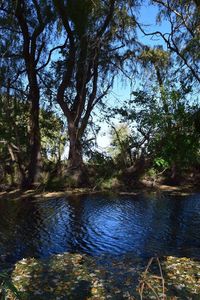 View of trees with river in background