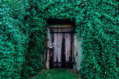 Ivy growing on door