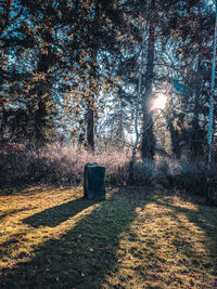 Shadow of tree on field in forest during autumn