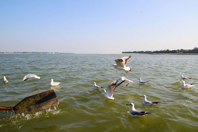 Seagulls flying over lake against clear sky