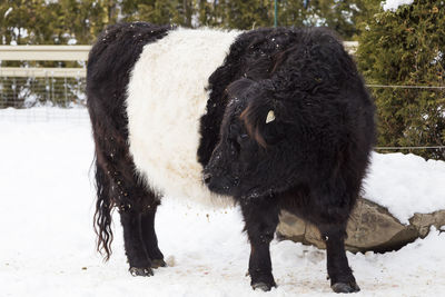 Huge belted galloway beef with characteristic white marking standing in snow 