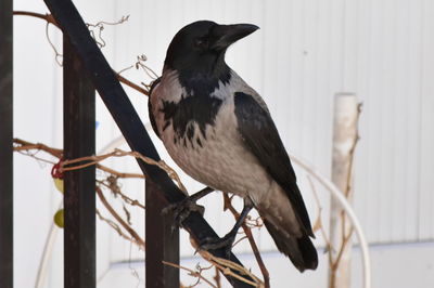 Low angle view of bird perching