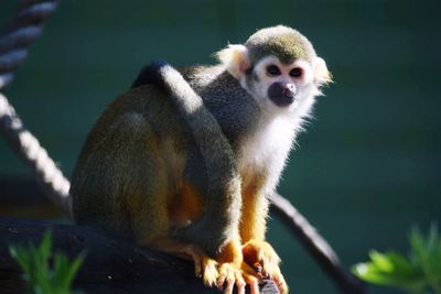 Close-up of monkey sitting on a tree