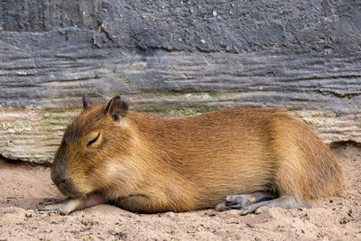 Side view of a cat resting on field