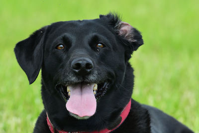 Head shot of a cute black labrador outside in a field