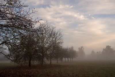 Trees on field against sky during autumn