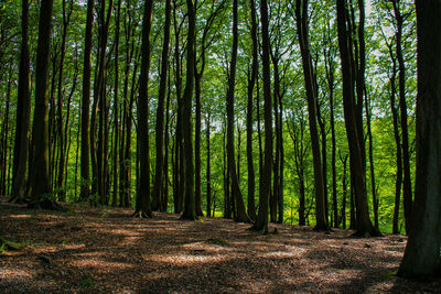 Trees growing in forest