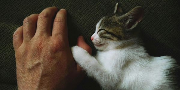 Close-up of a cat