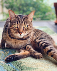 Close-up portrait of tabby cat relaxing outdoors