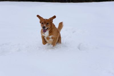 Dog on field during winter