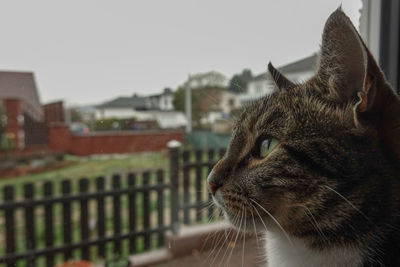 Close-up of a cat looking away