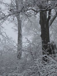 Bare trees in forest during winter