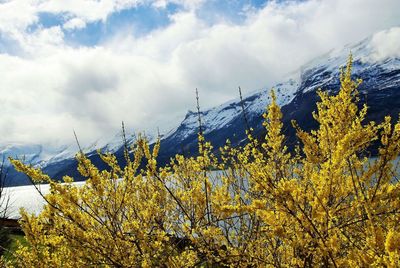 Low angle view of trees and mountains against sky